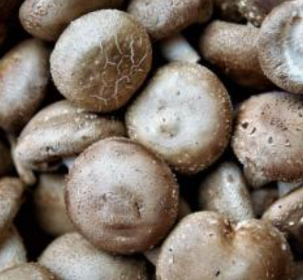 SETA SHIITAKE - KG (España)