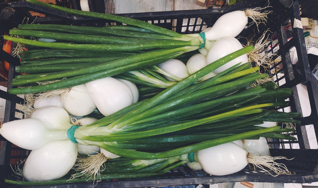 CEBOLLETA TIERNA - MANOJO (Aragón)8